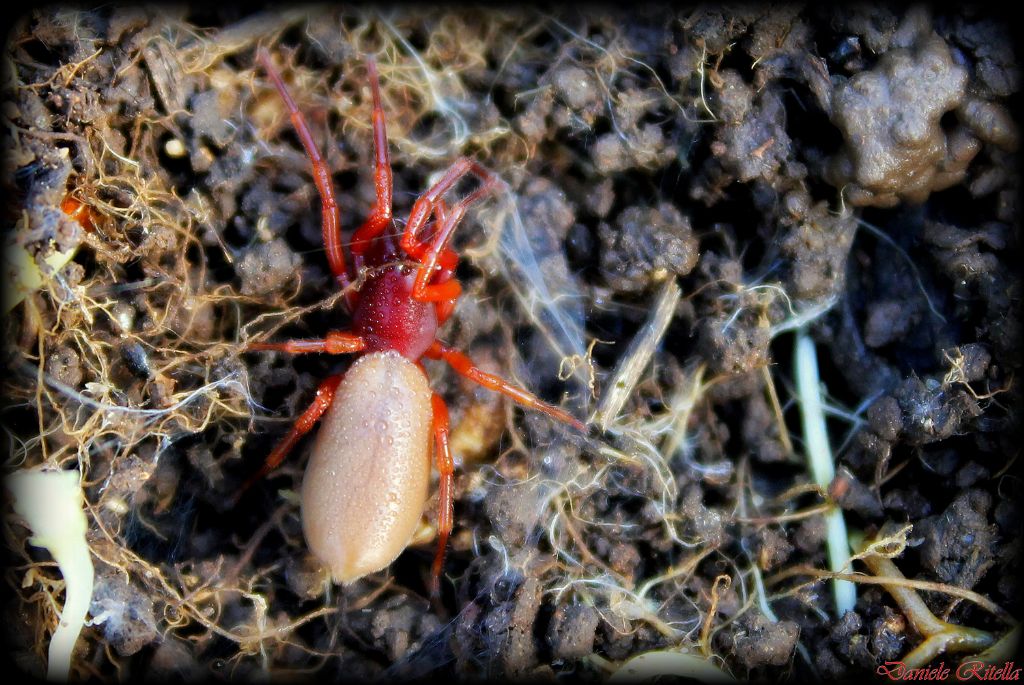 Dysdera sp. - Pozzilli (IS)